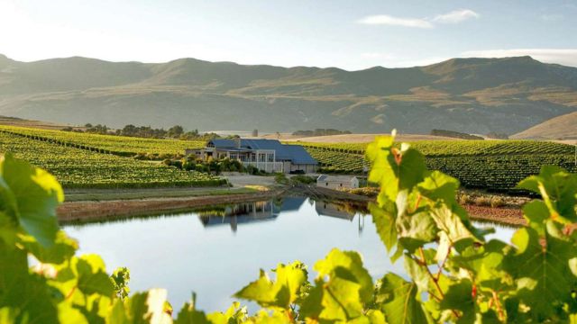 The 9 Best Vineyards in South Africa