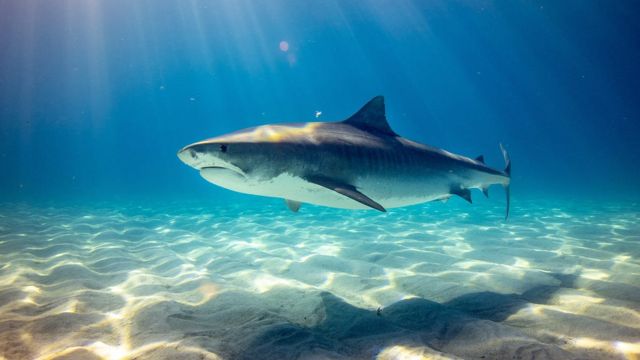 Reasons Why Travelers Shouldn't Be Fear Sharks